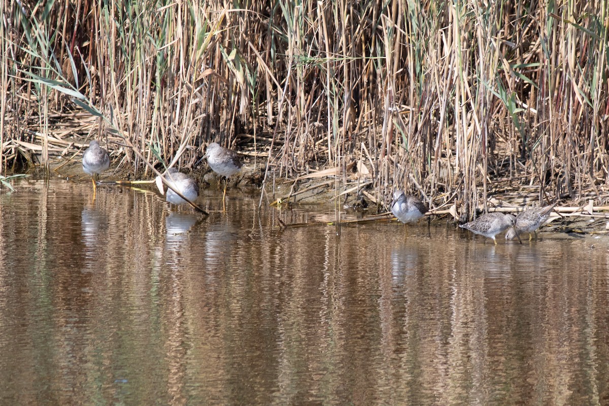 Greater Yellowlegs - ML652468253