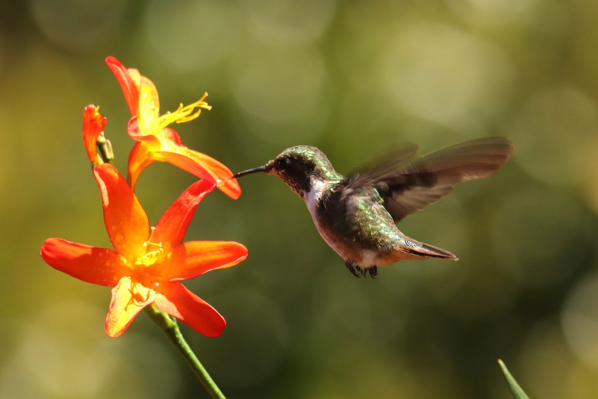 kalypta vulkánová - ML652468257