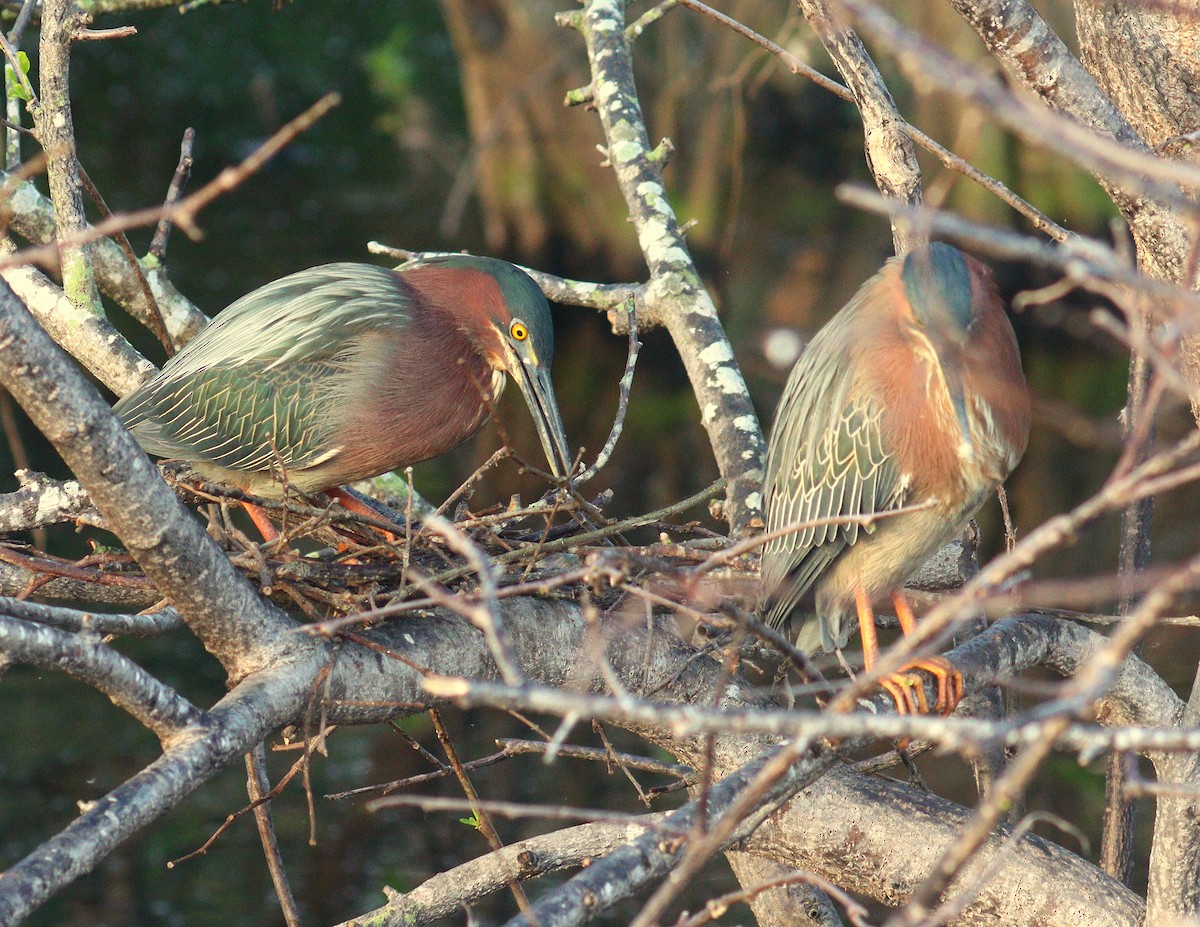 Чапля зелена - ML652468269