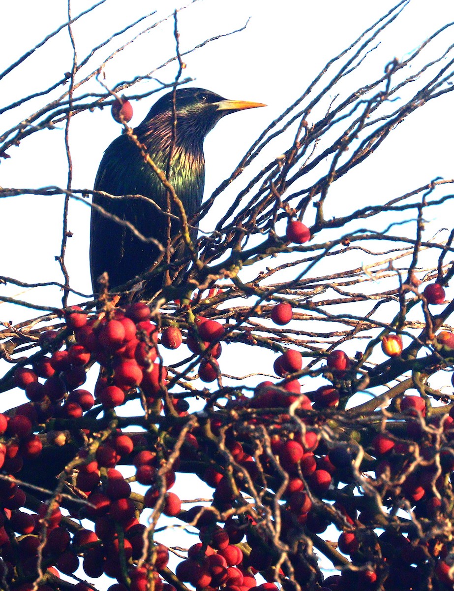 Шпак звичайний - ML652468324