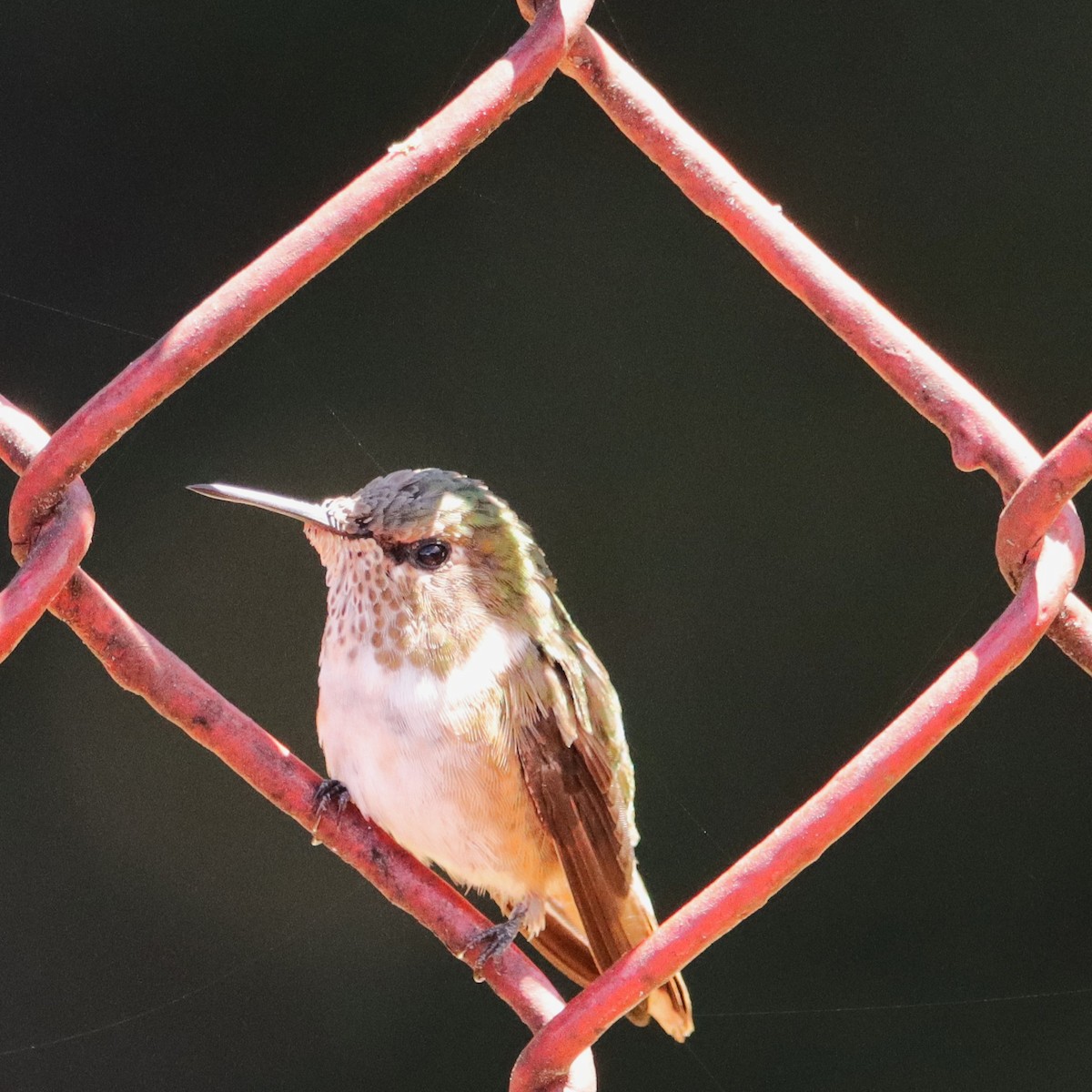 kalypta vulkánová - ML652468364