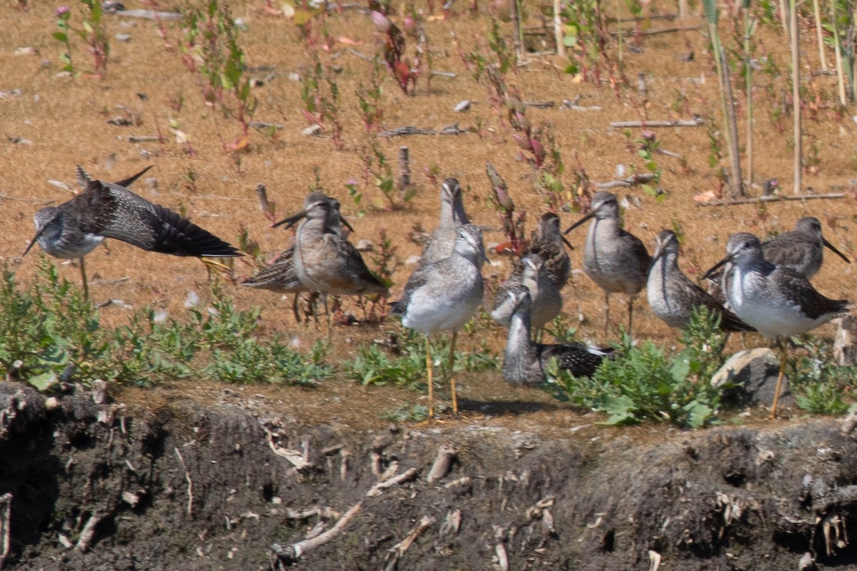 Greater Yellowlegs - ML652468517