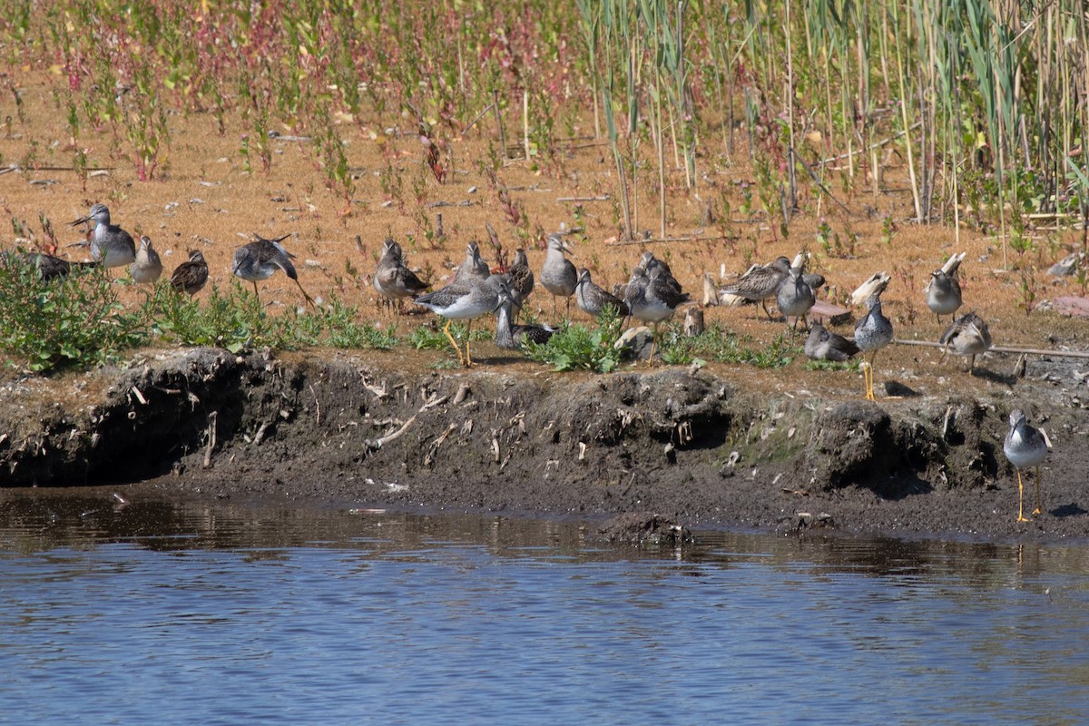 Short-billed Dowitcher - ML652468534