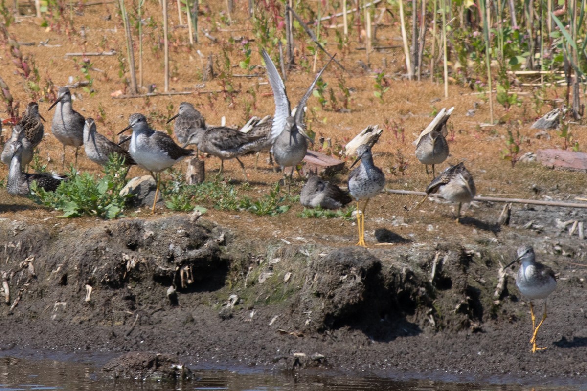 Short-billed Dowitcher - ML652468536