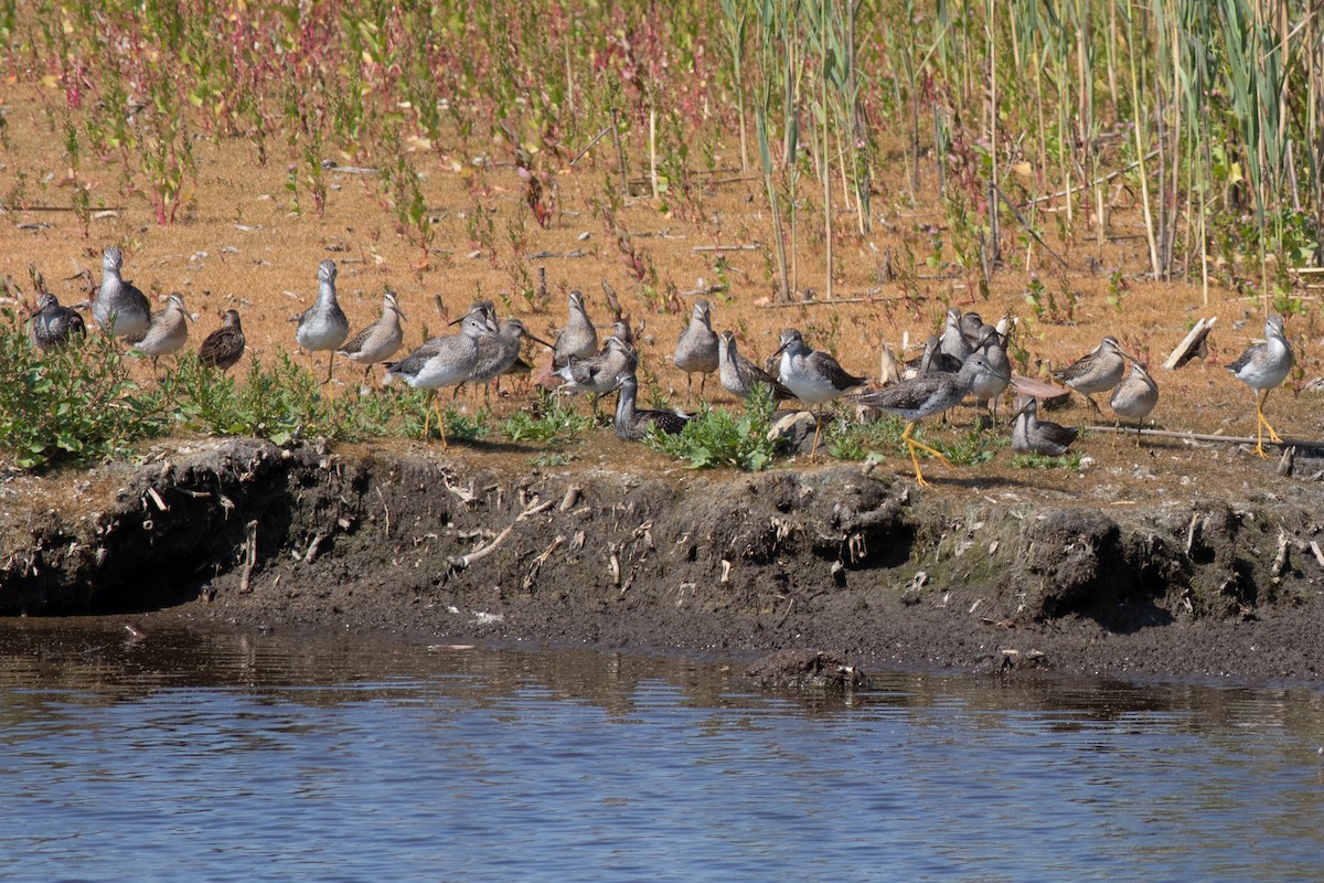 Short-billed Dowitcher - ML652468541