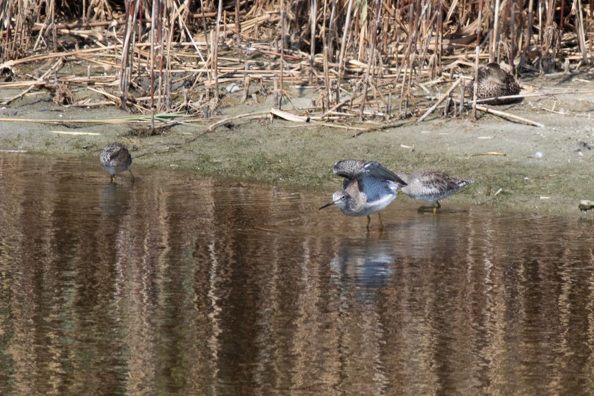 Greater Yellowlegs - ML652468543