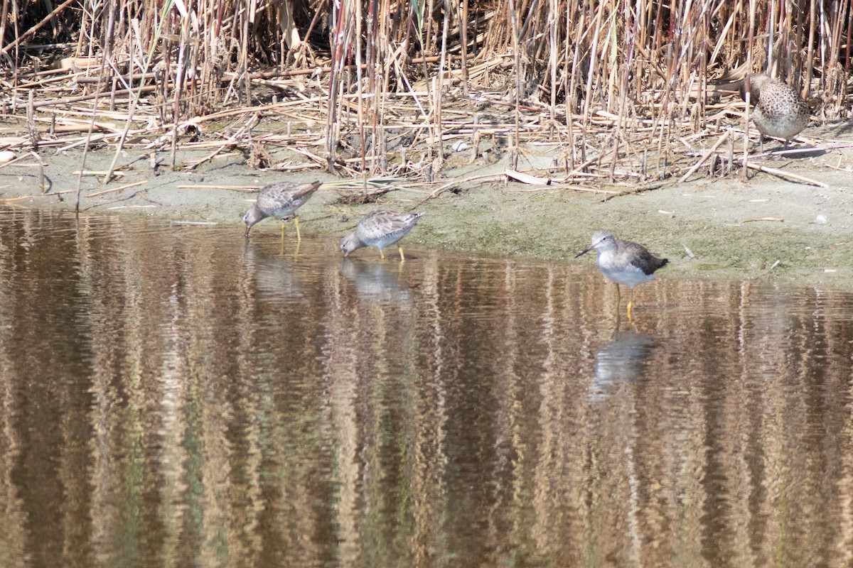 Long-billed Dowitcher - ML652468554