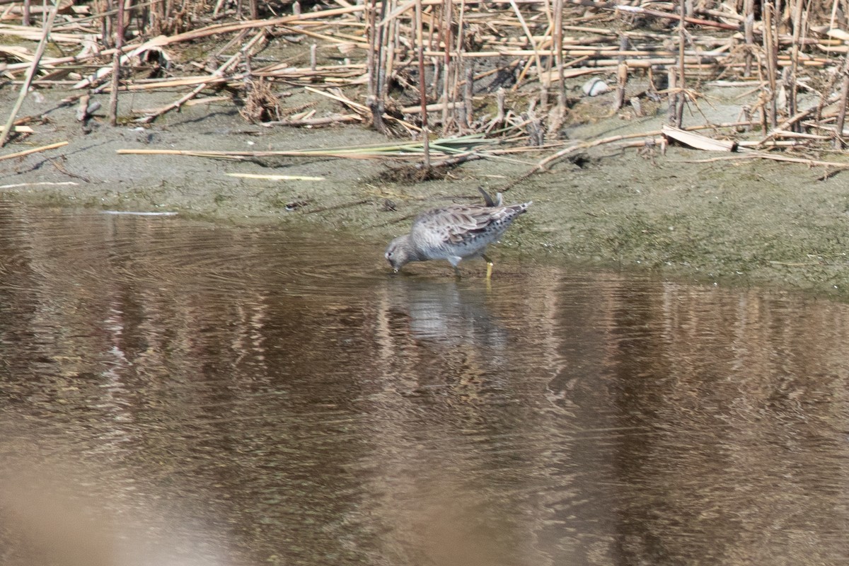 Long-billed Dowitcher - ML652468555