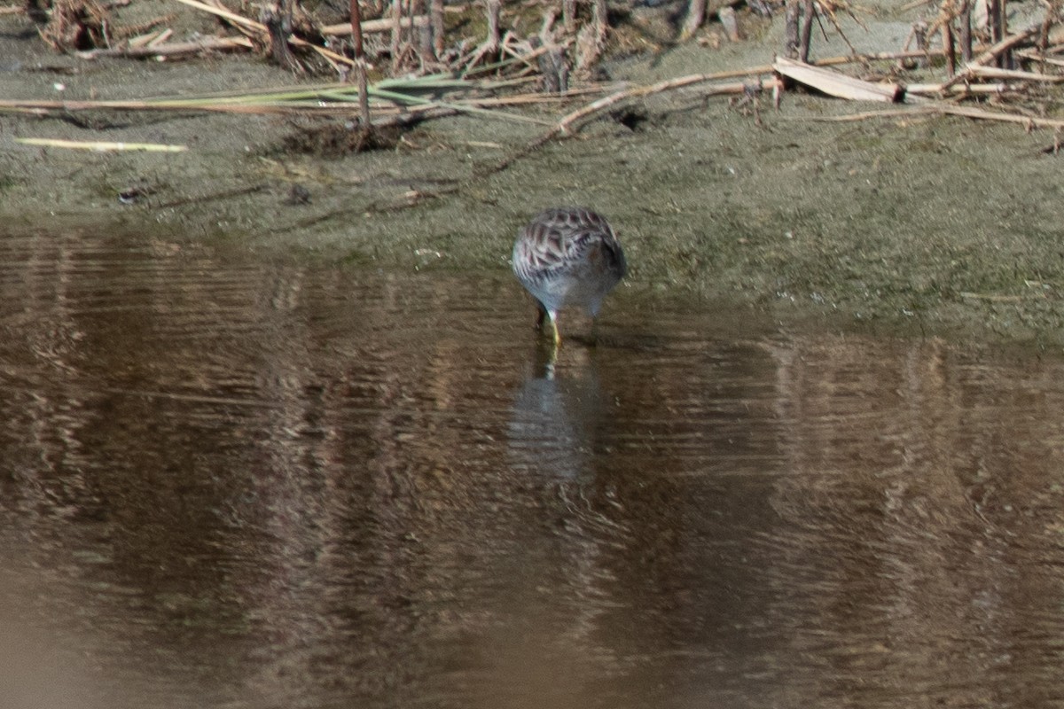 Long-billed Dowitcher - ML652468558