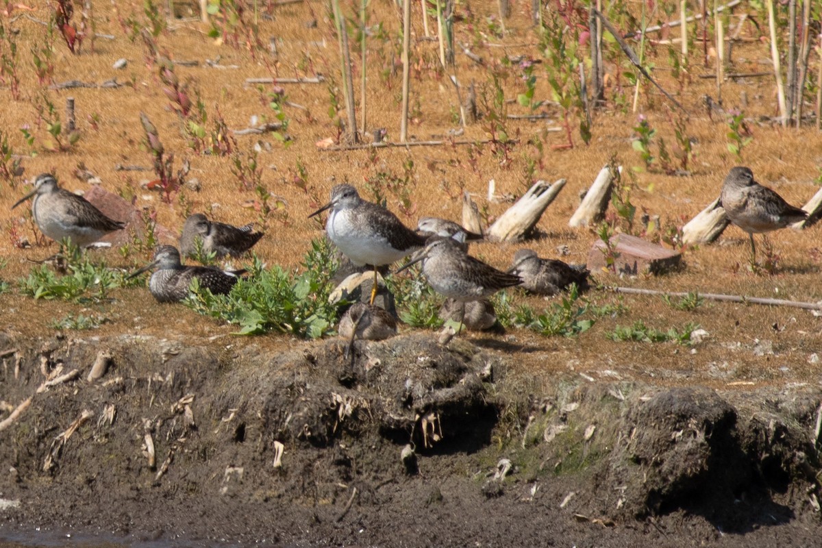 Short-billed Dowitcher - ML652468573