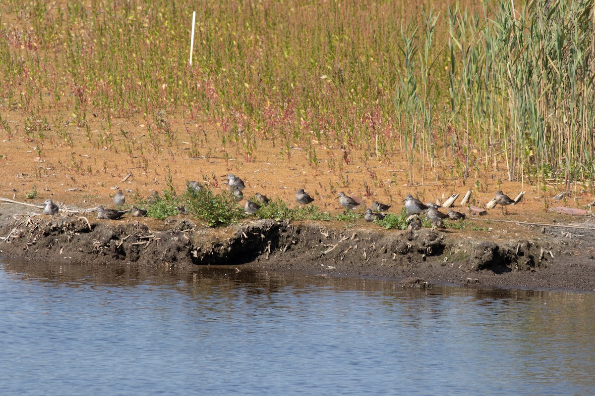 Short-billed Dowitcher - ML652468610