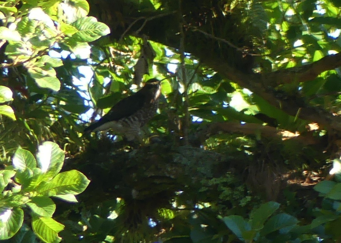 Busardo Aliancho - ML652468657