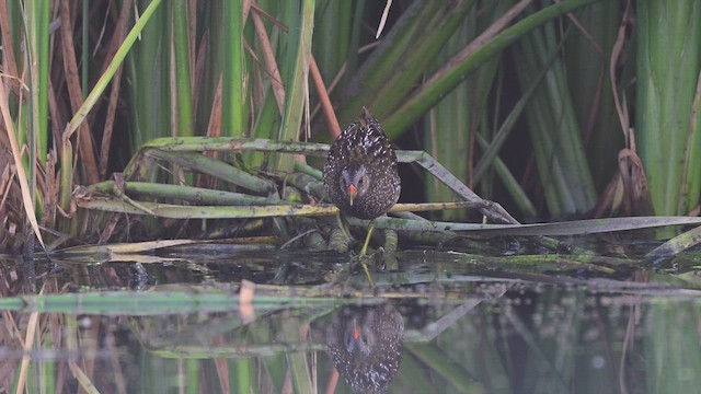 Spotted Crake - ML652468759