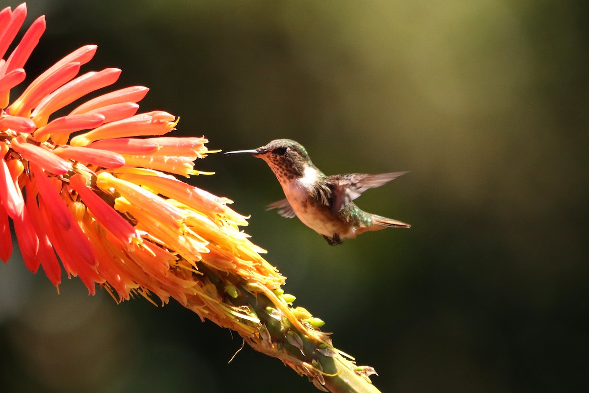 kalypta vulkánová - ML652468784