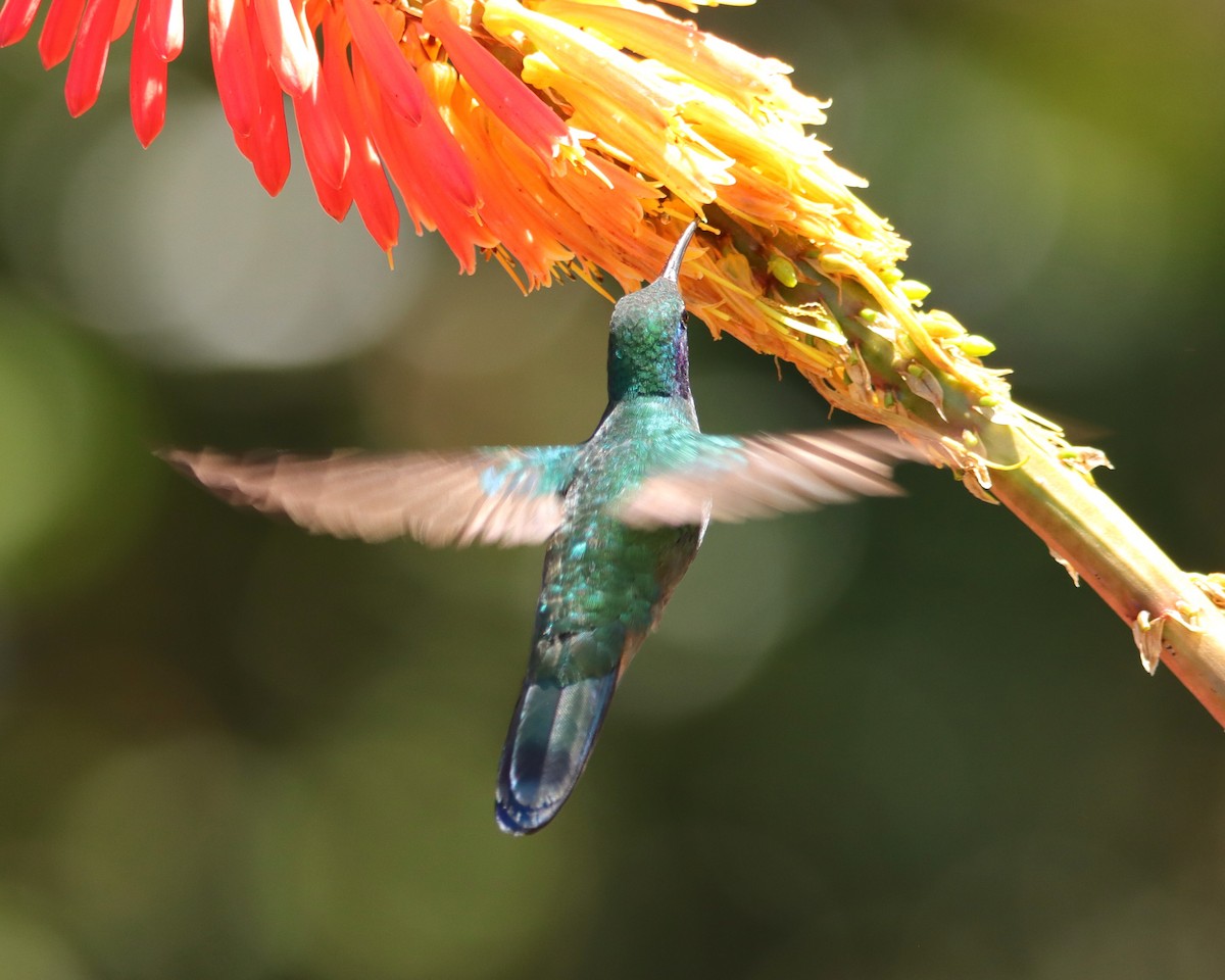 kolibřík modrouchý - ML652468798