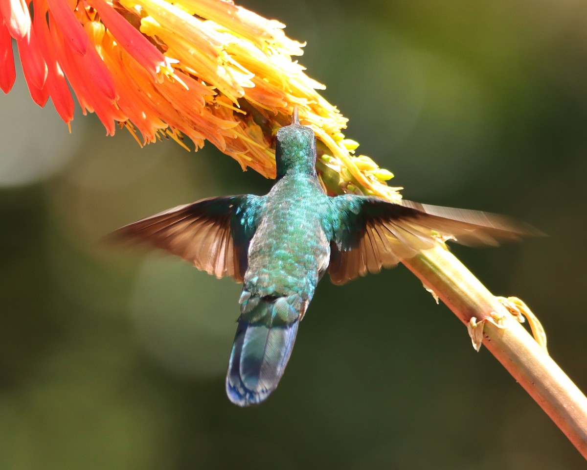 kolibřík modrouchý - ML652468800