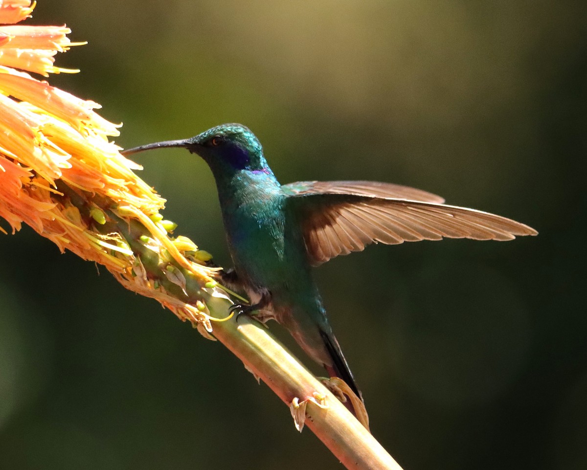 kolibřík modrouchý - ML652468801