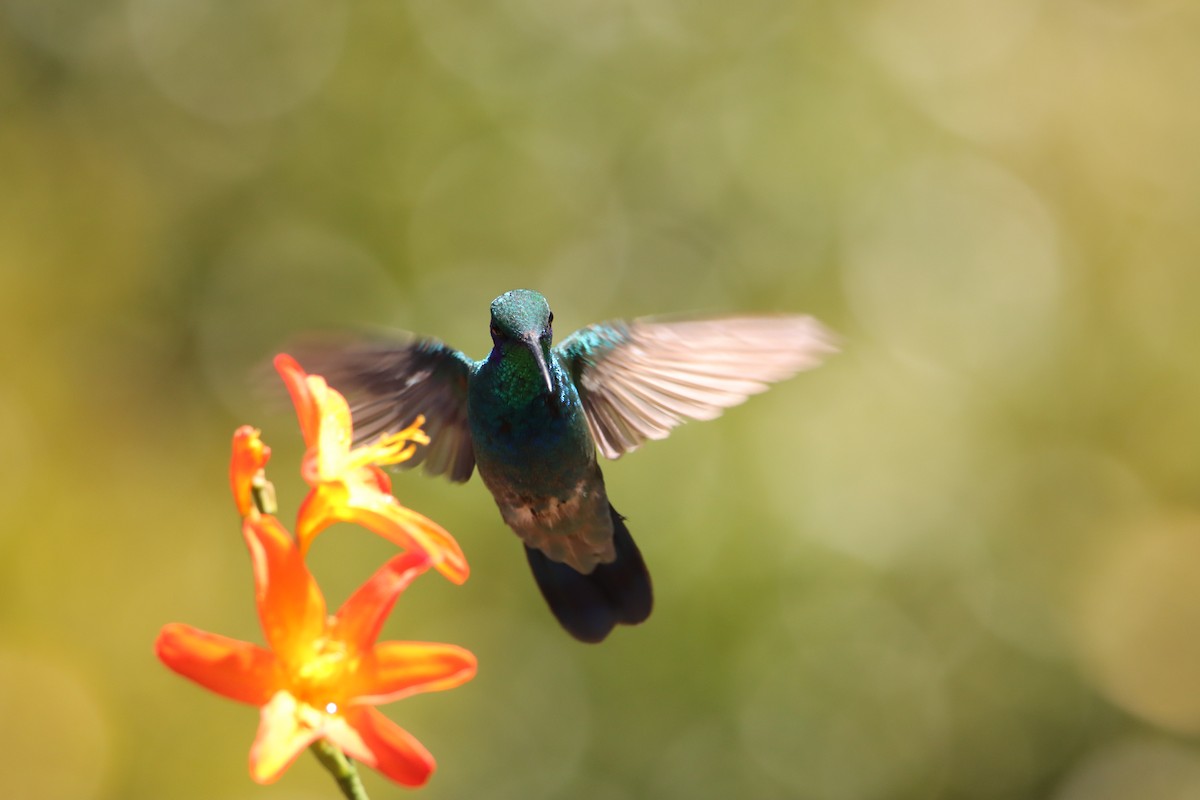 kolibřík modrouchý - ML652468802