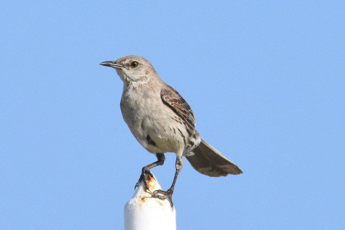 Bahama Mockingbird - Andrew Dobson