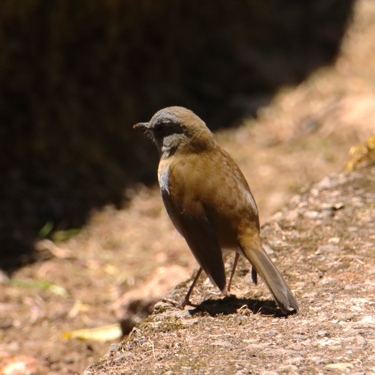 drozd šedohrdlý - ML652469049