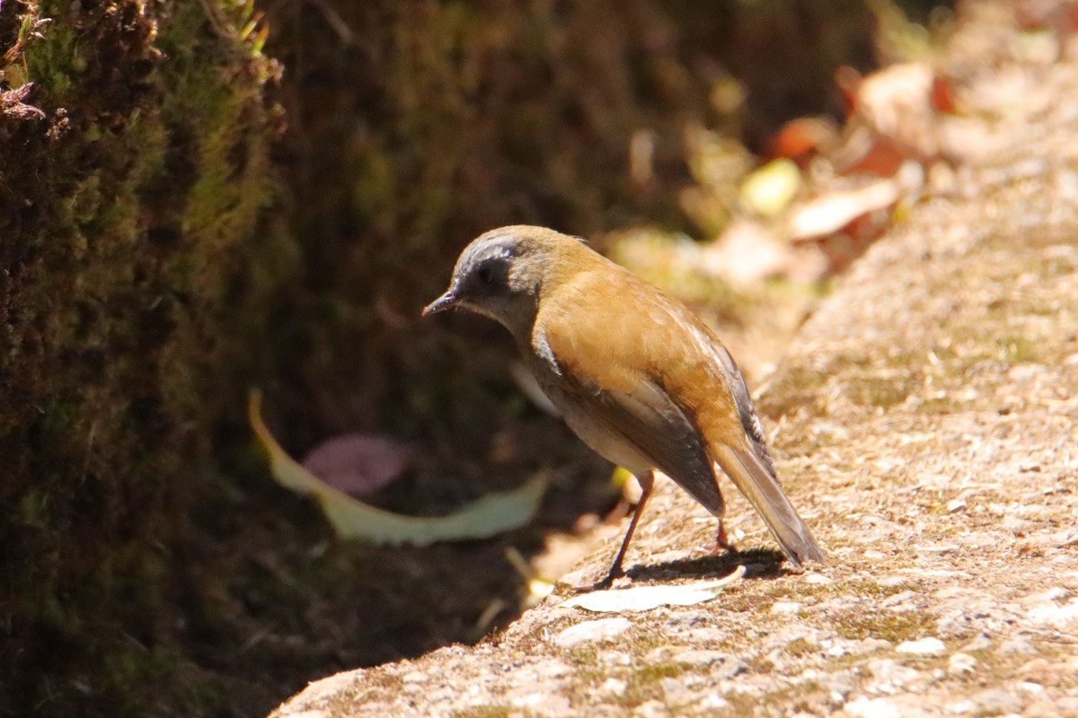 drozd šedohrdlý - ML652469050