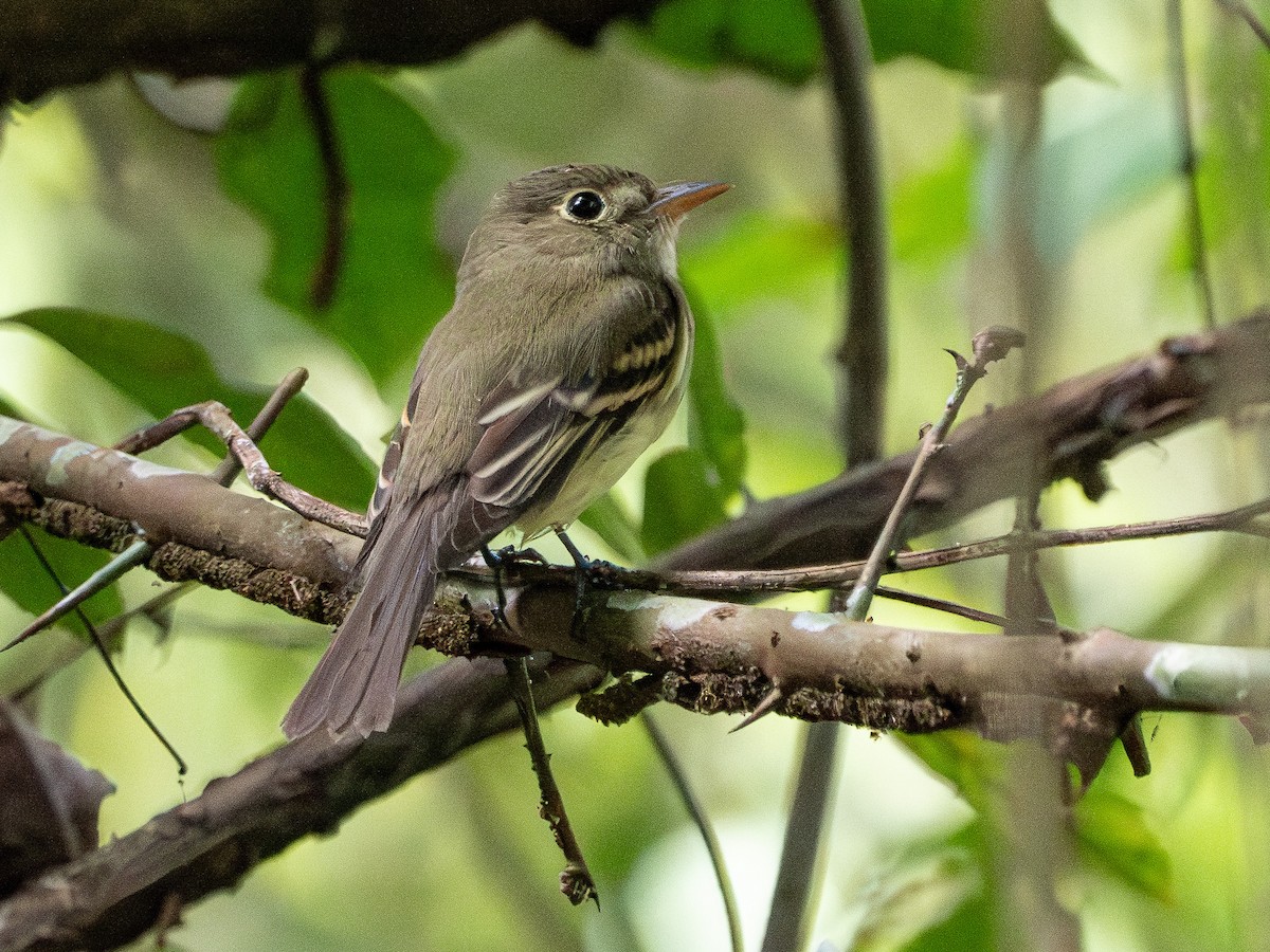 Восточный мухолов - ML652469083