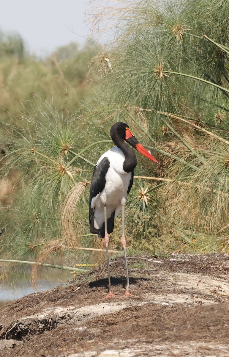 クラハシコウ - ML652469119