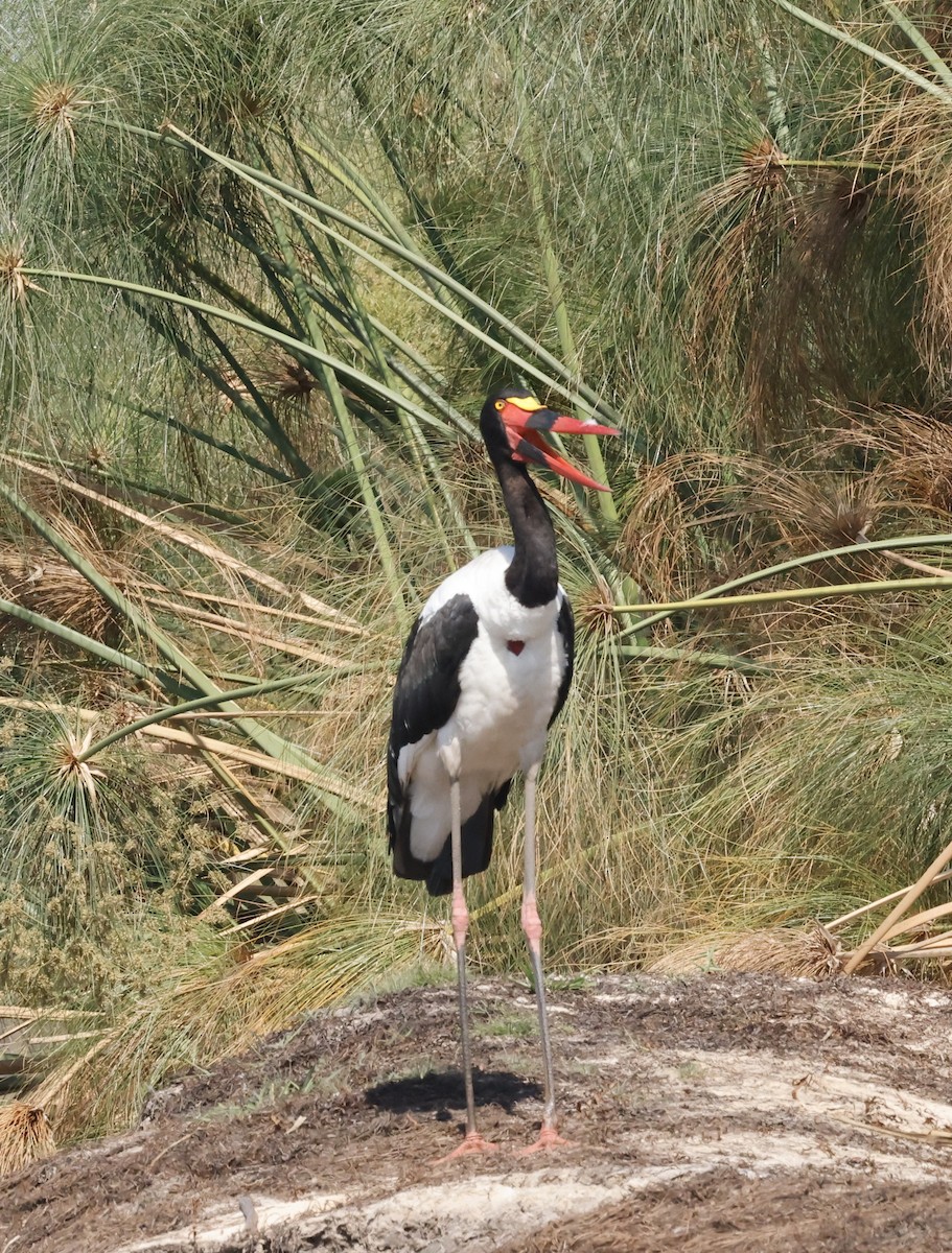 クラハシコウ - ML652469120