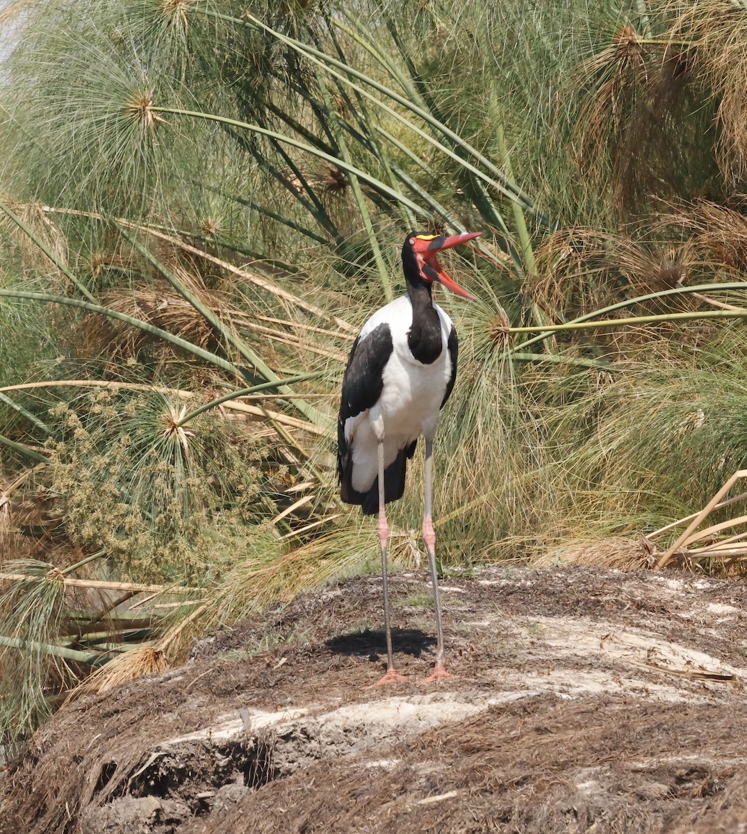 クラハシコウ - ML652469121