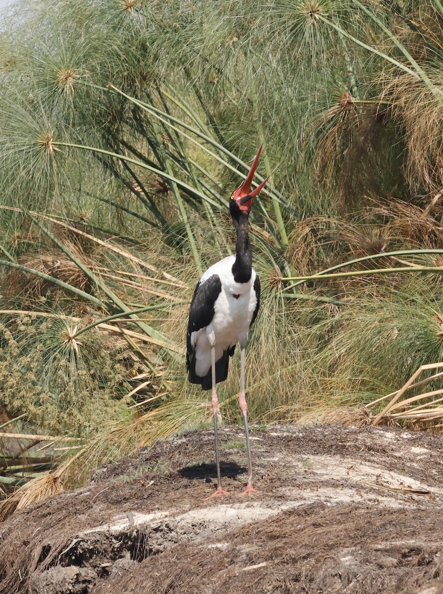 クラハシコウ - ML652469122