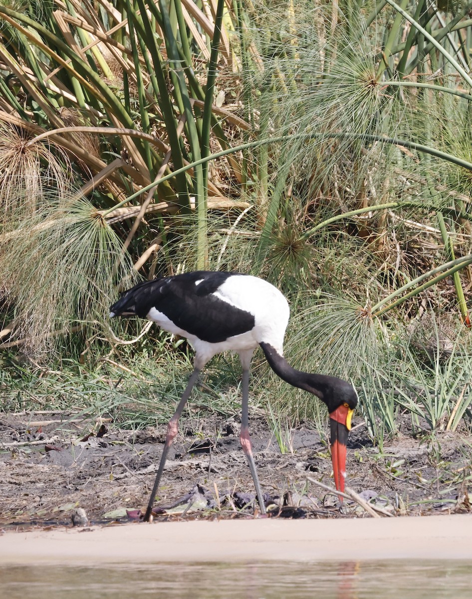 クラハシコウ - ML652469158