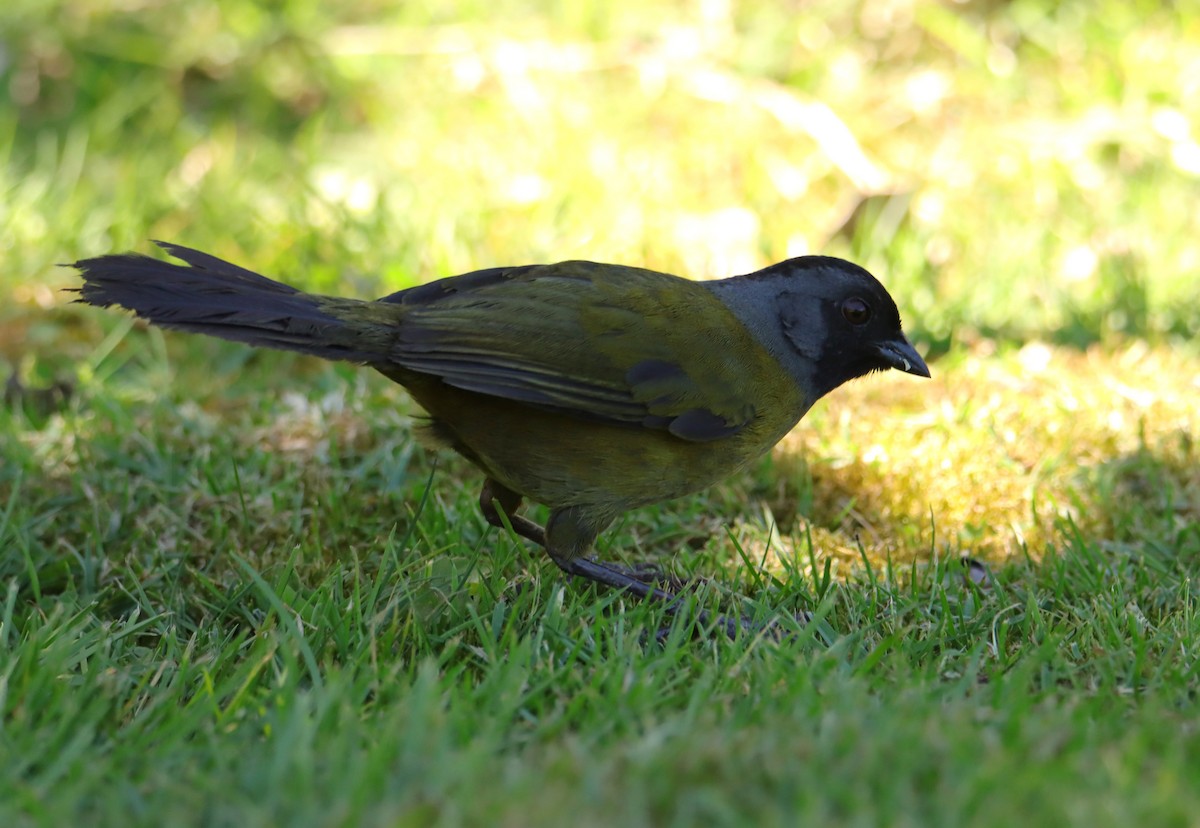 Large-footed Finch - ML652469231