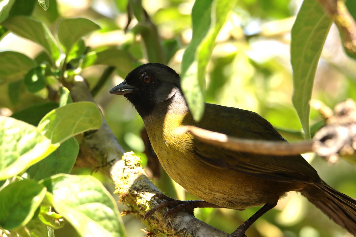 Large-footed Finch - ML652469232
