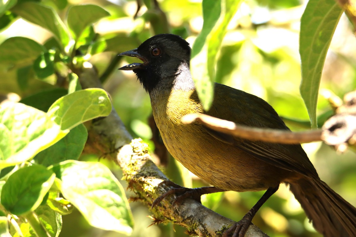 Large-footed Finch - ML652469233
