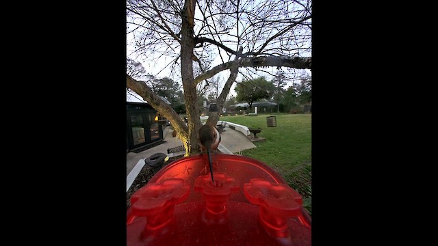 Colibrí Rufo - ML652469282