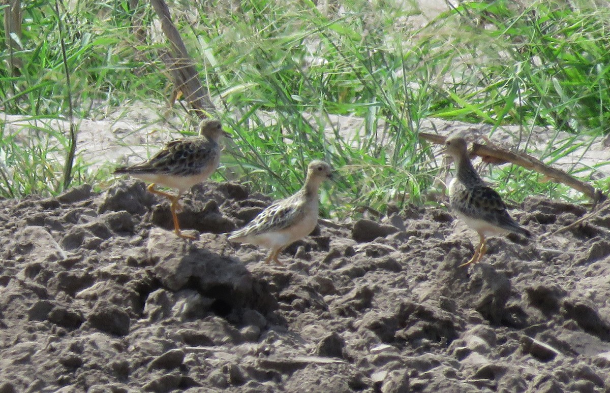 Buff-breasted Sandpiper - ML65246931