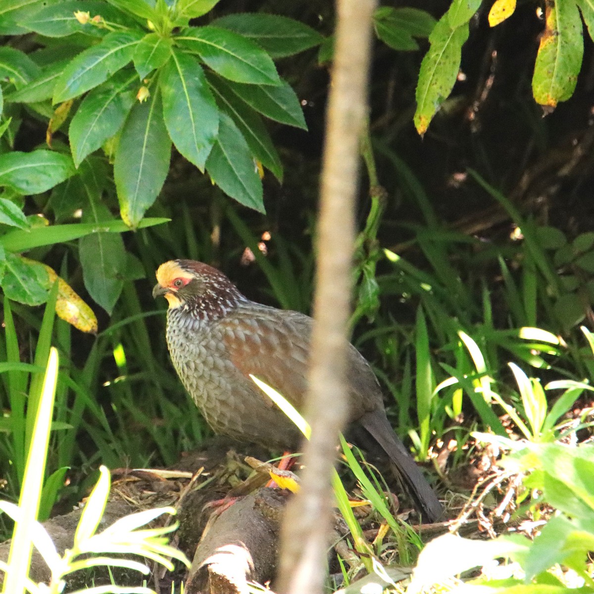 křepel bledočelý - ML652469423