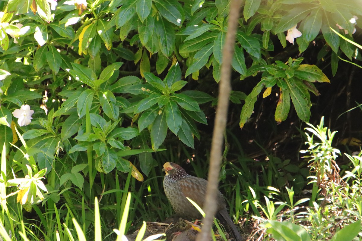 křepel bledočelý - ML652469424