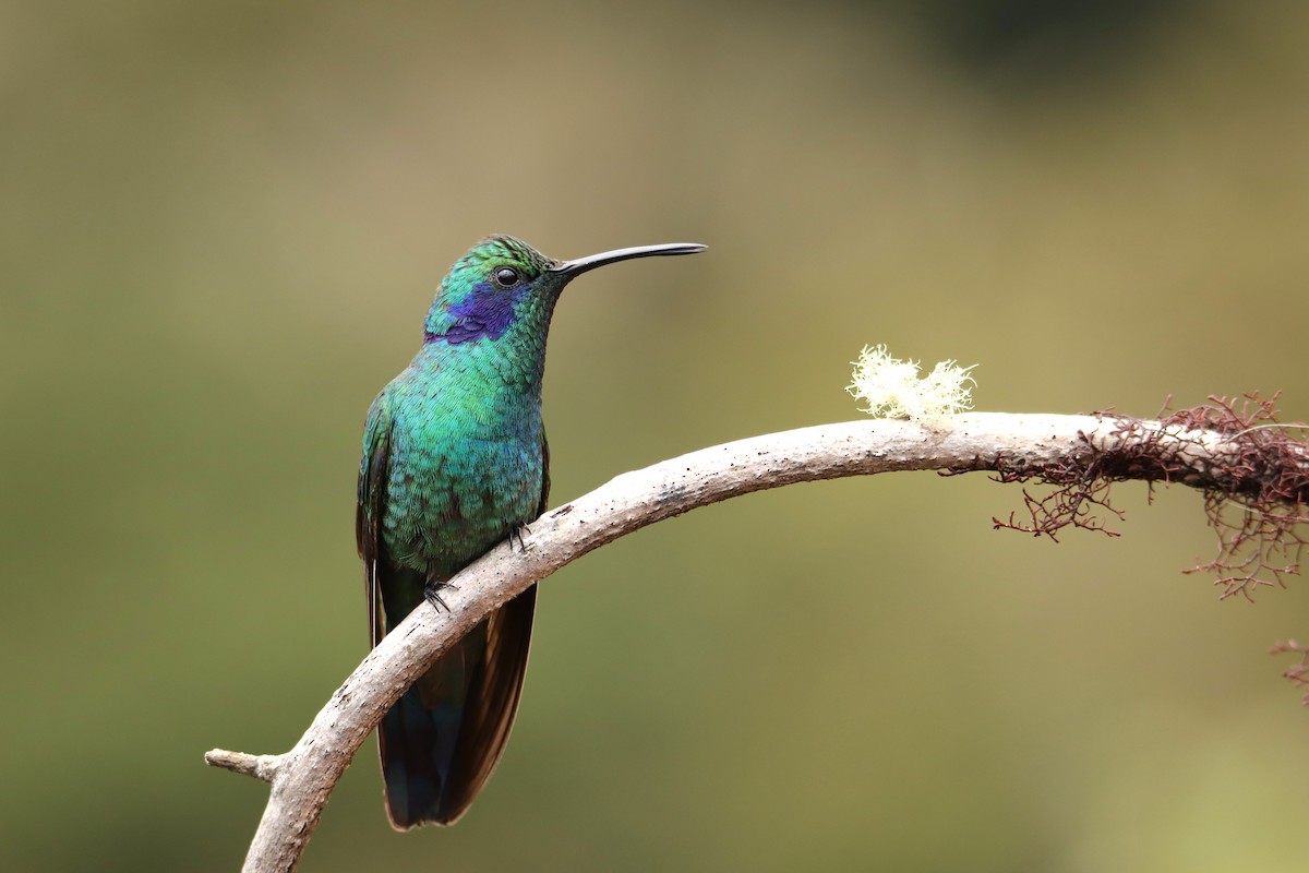 kolibřík modrouchý - ML652469437