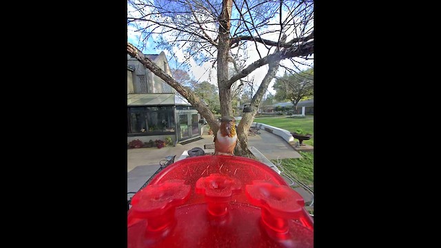 Colibrí Rufo - ML652469454