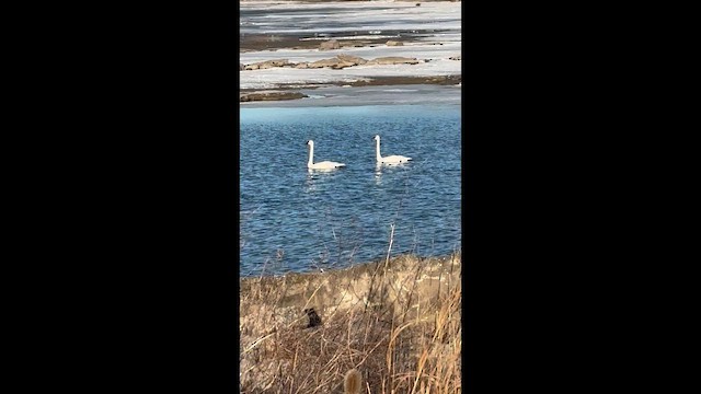 Cygne siffleur - ML652469719
