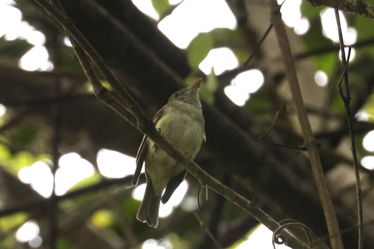 Восточный мухолов - ML652470647