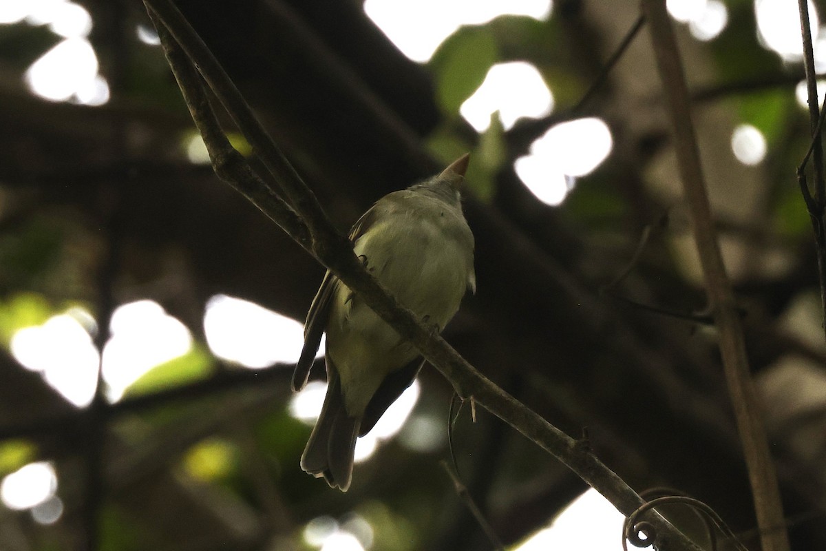 Восточный мухолов - ML652470648