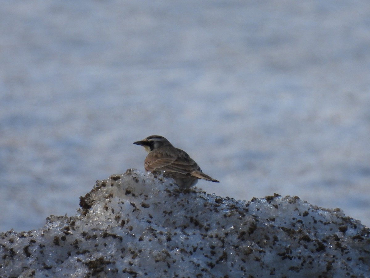 Horned Lark - ML652471427
