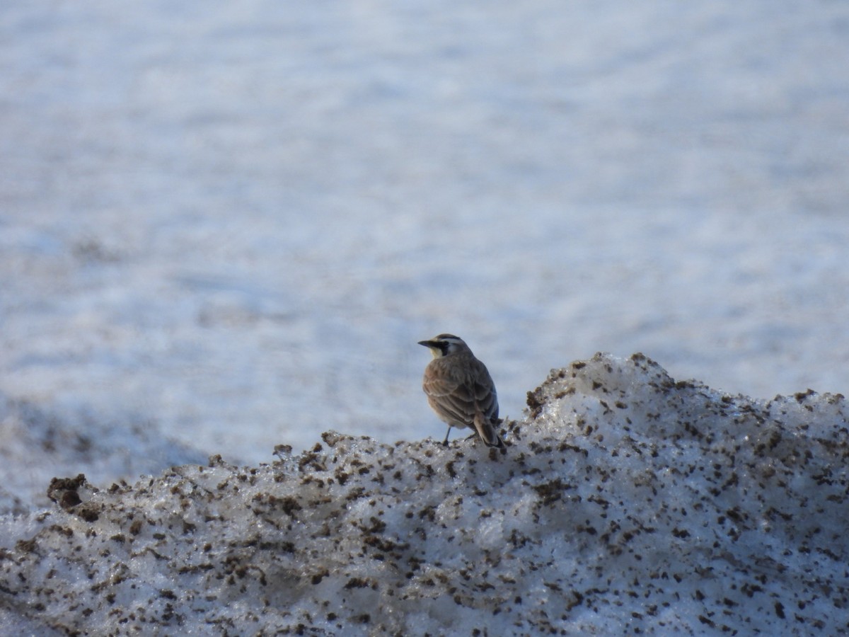Horned Lark - ML652471428
