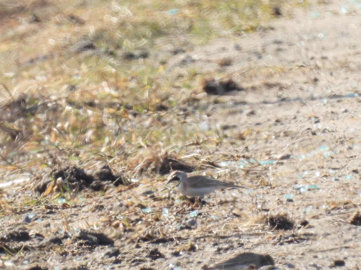 Horned Lark - ML652471429