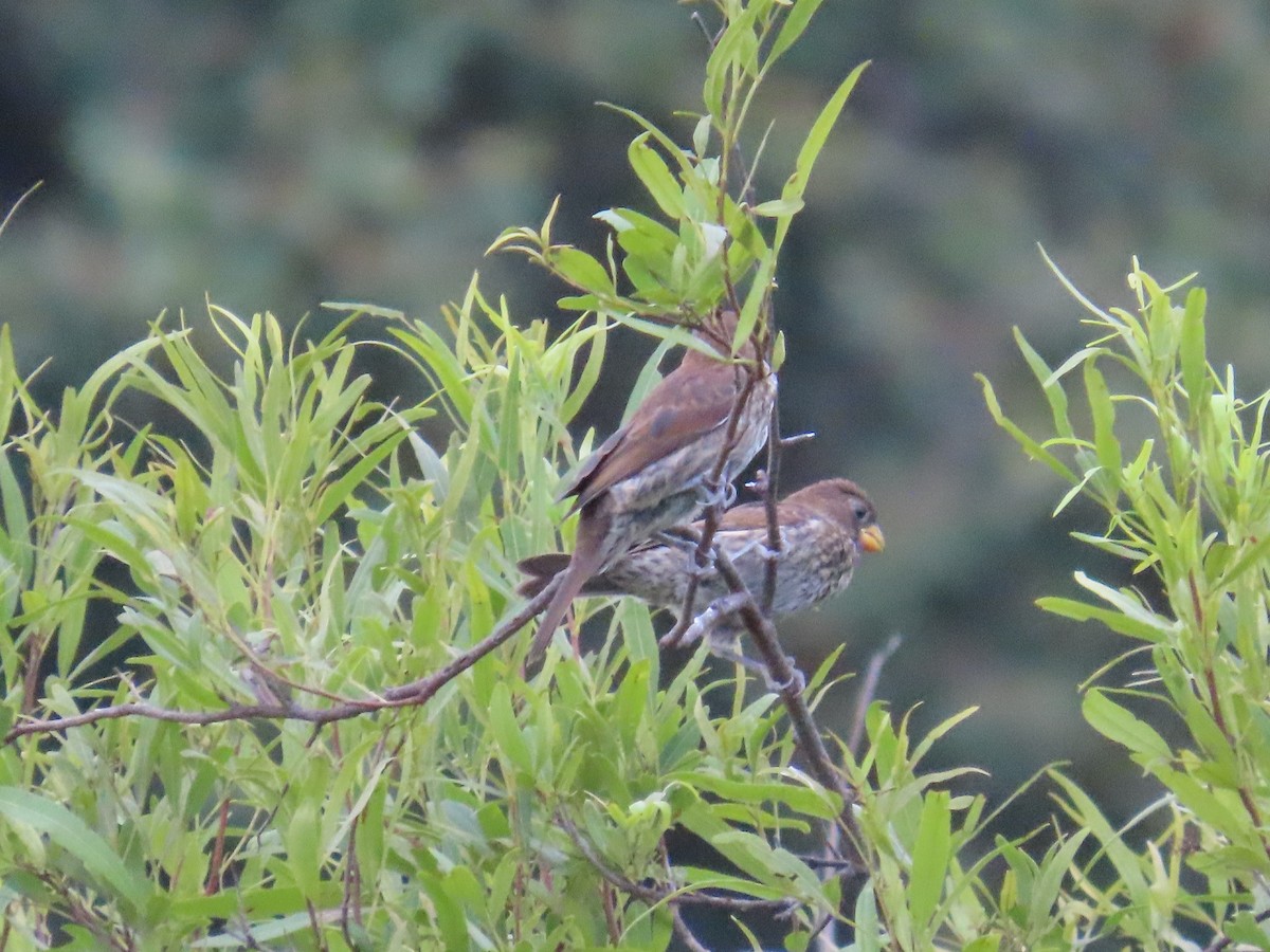 tykknebbvever - ML652471493