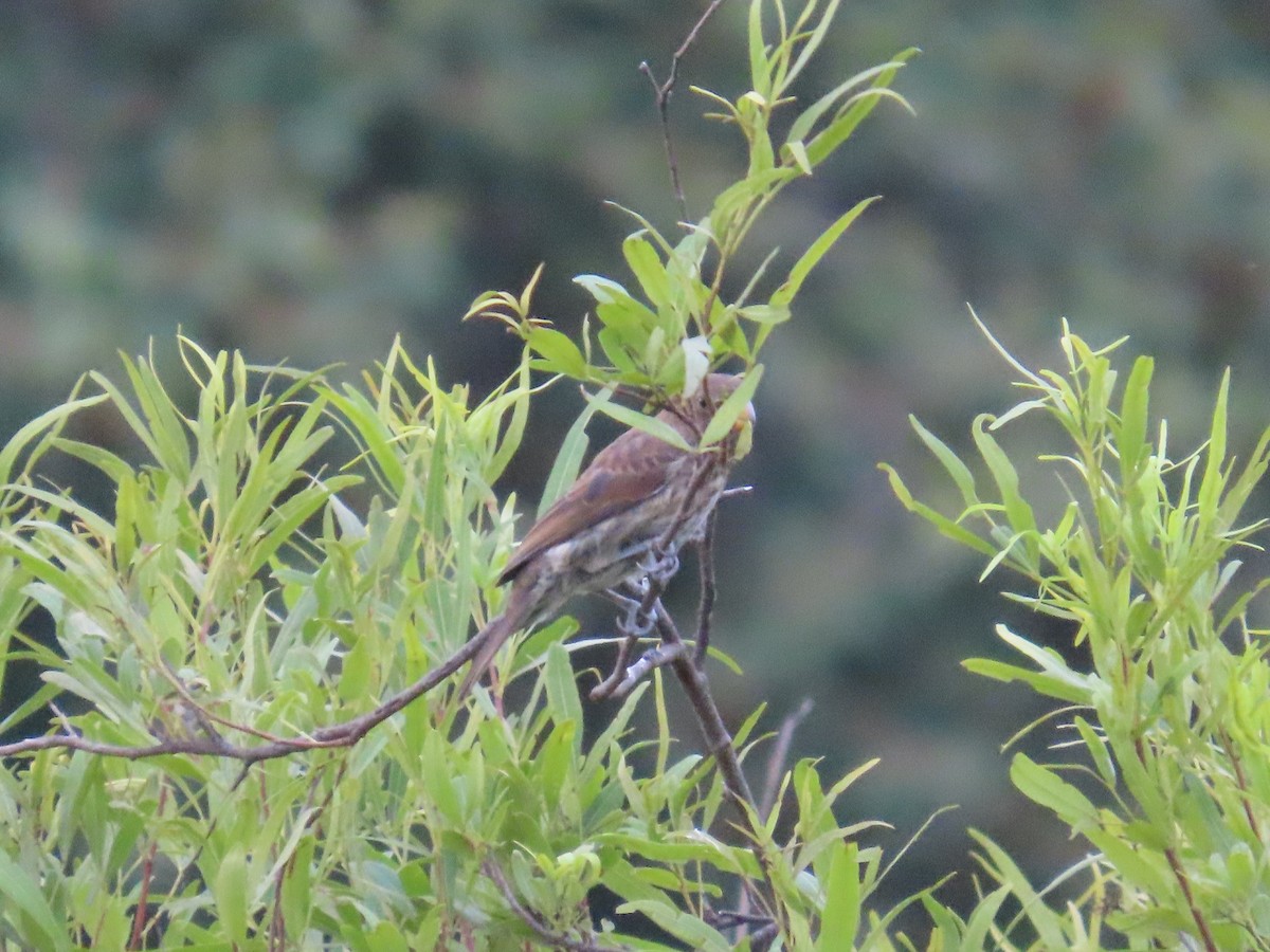 tykknebbvever - ML652471494