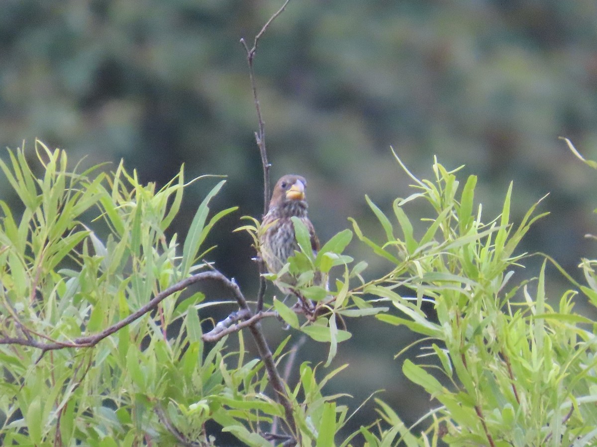 tykknebbvever - ML652471495