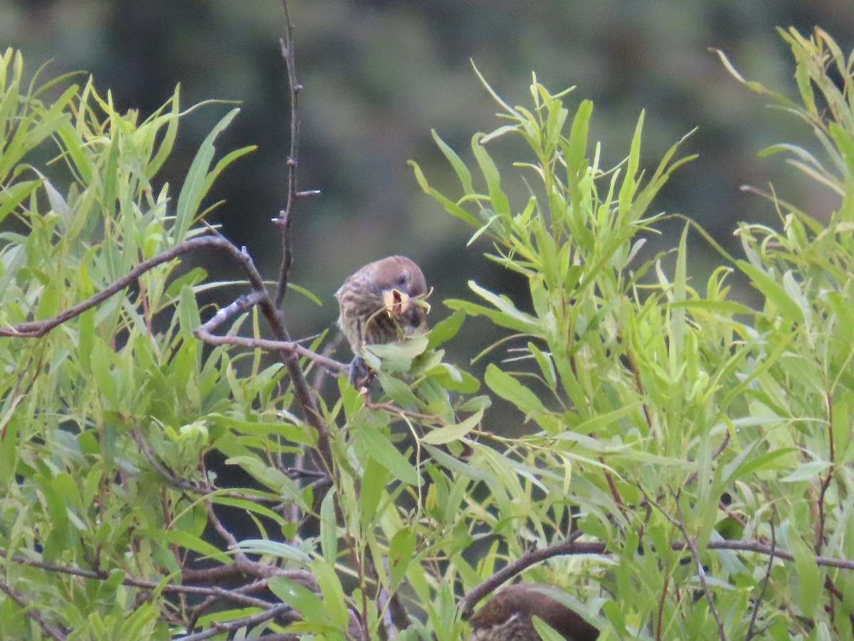 tykknebbvever - ML652471496